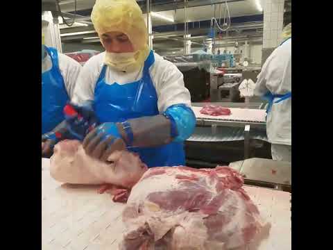 Dezosare pulpa de porc în Olanda  Lacika din Tonciu