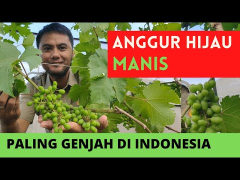 , title : 'Inilah Anggur Hijau Paling Manis dan Sangat Genjah di Indonesia'