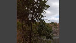 Die Affen rasen durch den Wald (Instrumental Version)