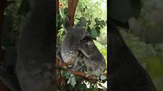 Koala Sounds (Clear Audio of Tree Climbing and Calls)