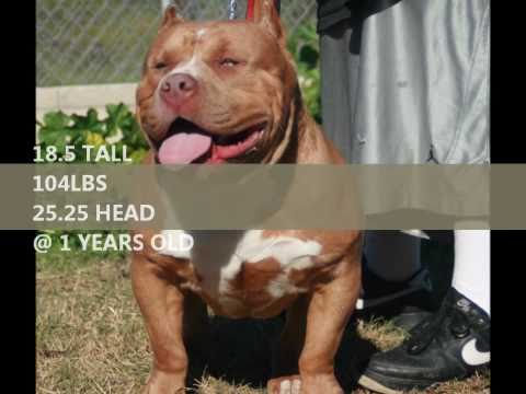 HATFIELDS SUPER NOVA