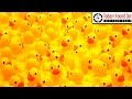 When Did We First Use Rubber Ducks