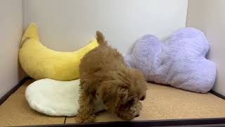 トイプードルの動画01