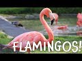 Flamingos Fun Flamingo Facts For Kids