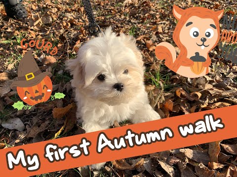 Funny Maltese - Autumn walk - Making first friends / Cute maltese Xanti