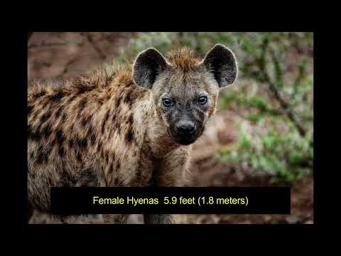 How Much Does A Hyena Weigh?