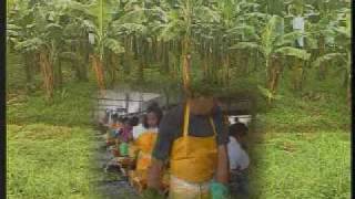 preview picture of video 'Caribana  banana plantation'