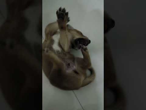 Masti Time with my pet COCO