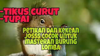 Download lagu Masteran suara curut dan tupai mantap buat masteran petikan dn besetan langka mp3