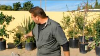 Cal Spas FA890 Spa featured on Extra Yardage - Eclectic Garden