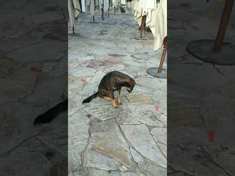 CIDADE HISTÓRICA DE TIRADENTES MINAS GERAIS OS  CÃES  REUNIDOS PARA ACOMPANHAR OS TURISTAS.