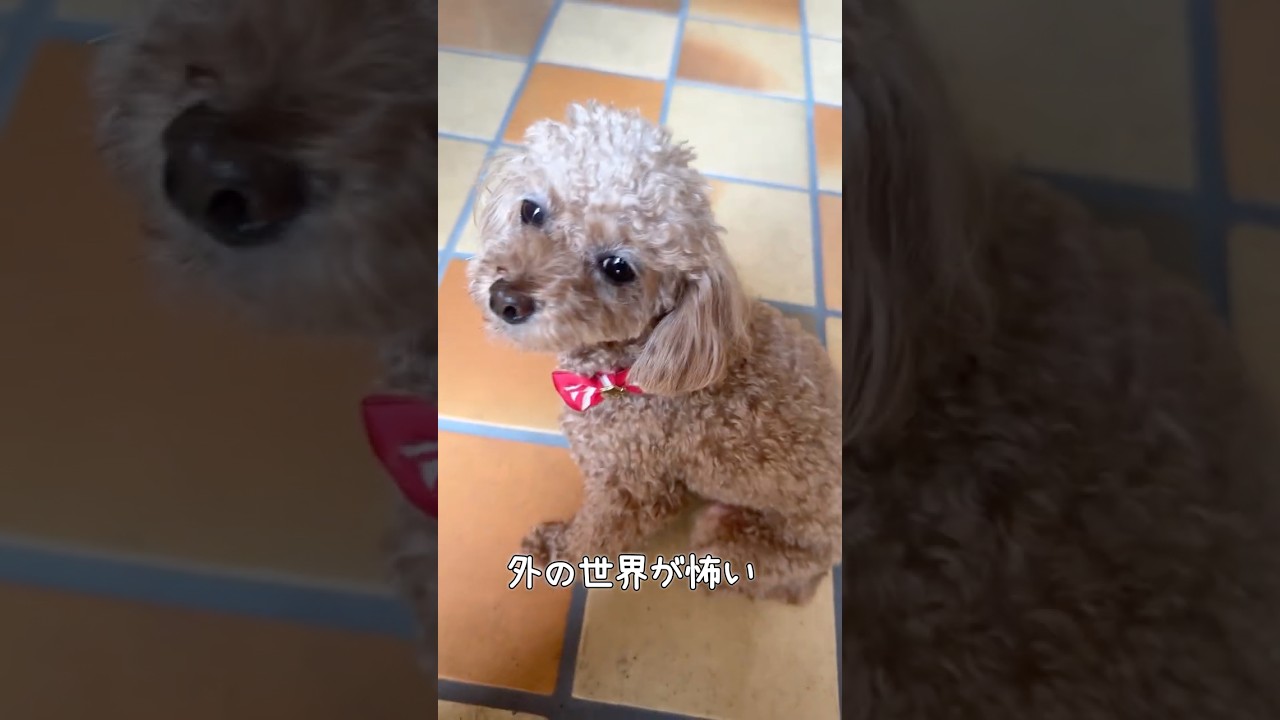 【保護犬】どうしても外に出られない繁殖引退犬のトイプードル