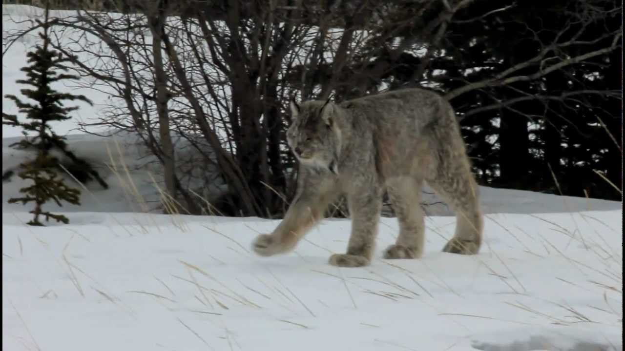 Canada Lynx In The Wild