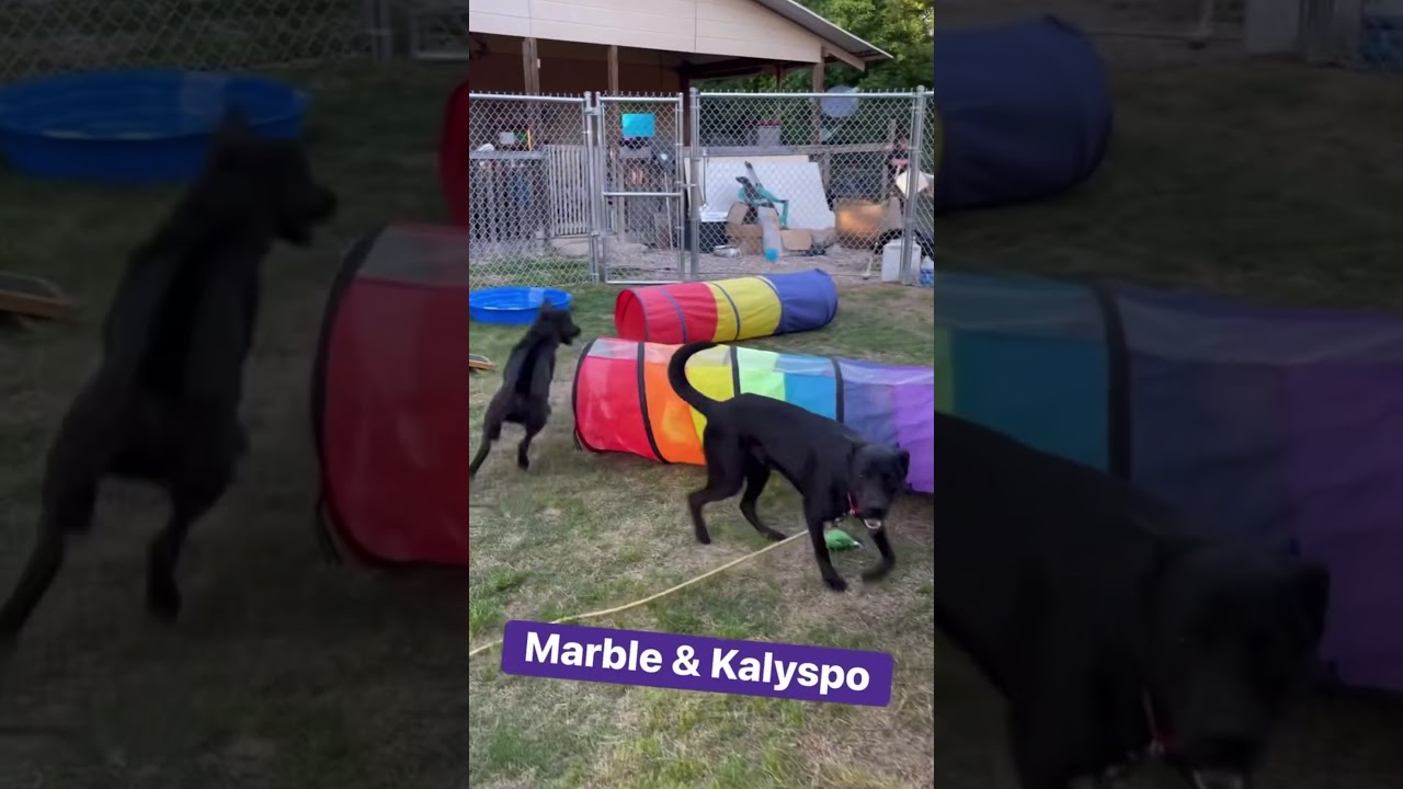 Enlarge Kalypso, a Adoptable mixed breed in Wolcott, CT video 3/3