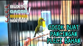 Download lagu PANCINGAN PLECI BUXTONI GACOR🔥 mp3