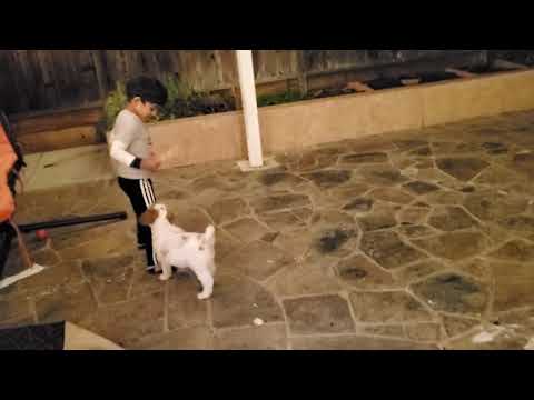 #sriram #goldendoodle #Milo #dog Milo The Golden Doodle play time with Sriram🤣🤣