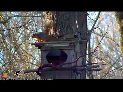 Barred Owl Pursues Fox Squirrel That Investigates Nest Box – March 30, 2020