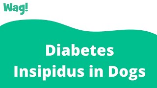 Diabetes Insipidus in Dogs | Wag!