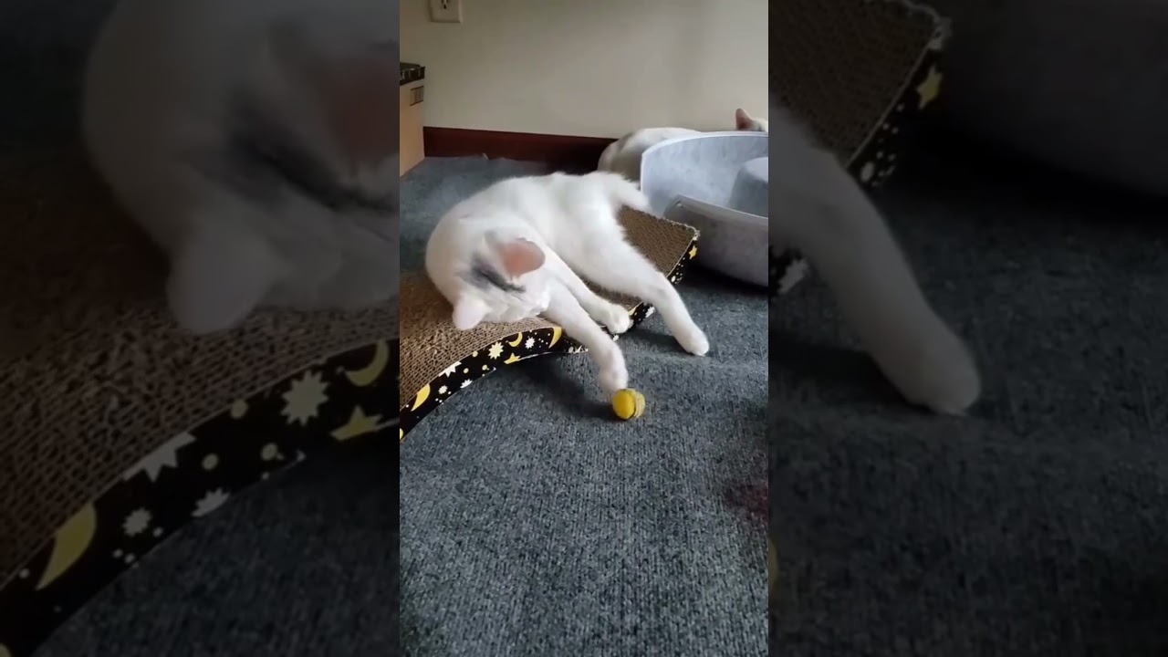 Thor, a ADOPTABLE mixed breed in Plainville, CT video 1/6