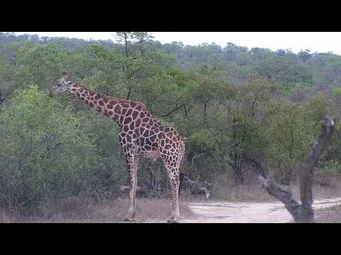Djuma: Giraffe feeding on side of the road - 16:48 - 10/26/21
