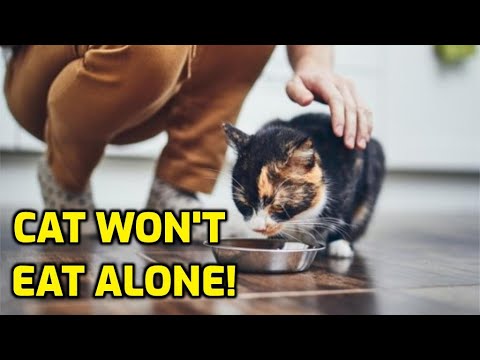How To Get My Cat To Eat Without Me (Affection Eating)