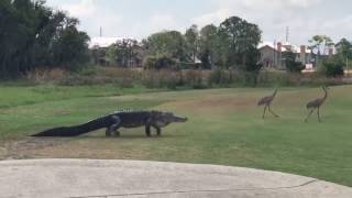 Gator Slowly Stalks Two Cranes Across Florida Golf Course