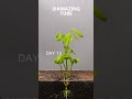 Full 90 Days Growing Peanut Time Lapse