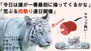 「9月23日」おかえり！シロップファミリーライブ配信
