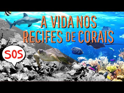 O QUE É UM RECIFE DE CORAL?| Quais animais vivem nos recifes de corais?