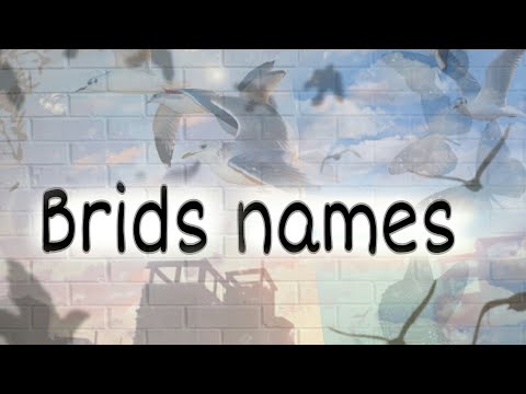 Barids Names in English for learning l by miss shazia ishaque......