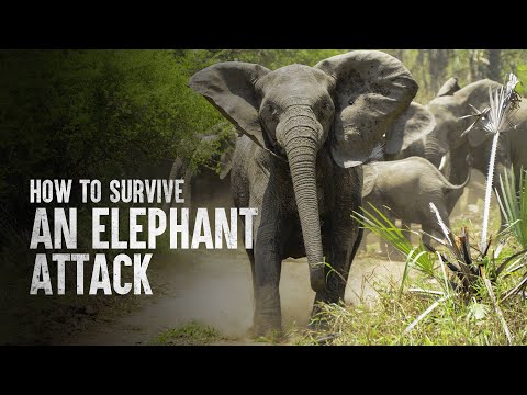 How to Survive an Elephant Attack
