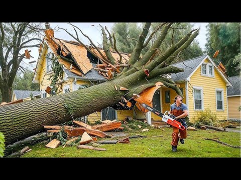 "Extreme Tree Cutting Fails 2025 – Idiots Drop Trees on Cars, Roofs, and People!" so stupid