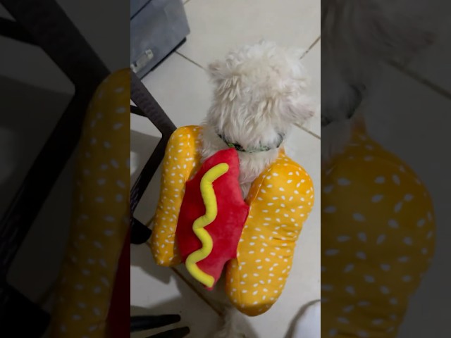 Vídeo relacionado con Costumizate! Disfraz de Nigromante para hombre adulto de halloween