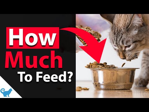How much cat food should I feed my cat a day? - Cat Food Feeding Guide 101