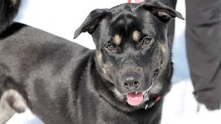 preview picture of video 'Axel, an Adorable 10-month-old Shepherd/Lab Mix ADOPTED in Manahawkin, NJ'