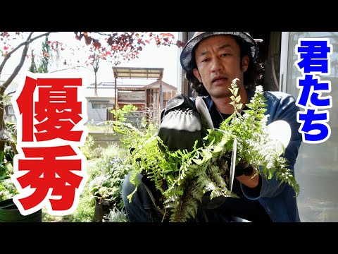 園芸 シェルヴィス、ベルル・デ・シェパード、シルイ、ジロール