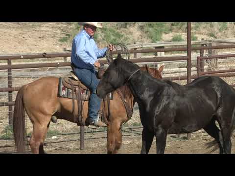 Ken McNabb: Colt Starting (Part 1 of 7) - First Touch