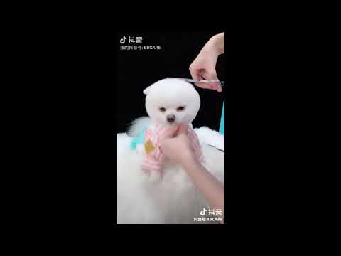 Tik Tok Puppies 🐶 Cute and Funny Dog Videos Compilation 2018
