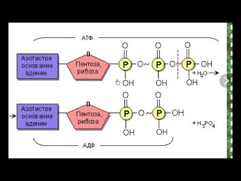 ДЛR#1112. Человек в электрическом поле