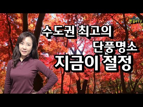 단풍절정 아직 끝나지 않았어요 11월4일촬영 단풍명소 관악산 무너미고개 관악산공원 서울대관악수목원/행길eTV