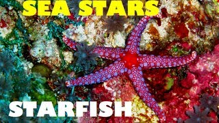 MERMAID MINUTE #2: STARFISH! Sea Stars, Sun Stars, Crown of Thorns Starfish and more!