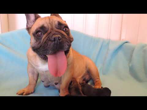 55/ French Bulldog puppy 3 males + 2 females 1day