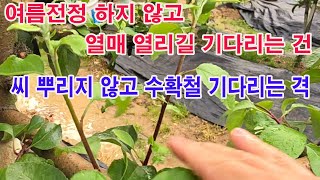 과수 여름전정 하지 않고 열매 열리길 기다리는 건 씨 뿌리지 않고 수확철 기다리는 격(과수 재배, 전정, 여…