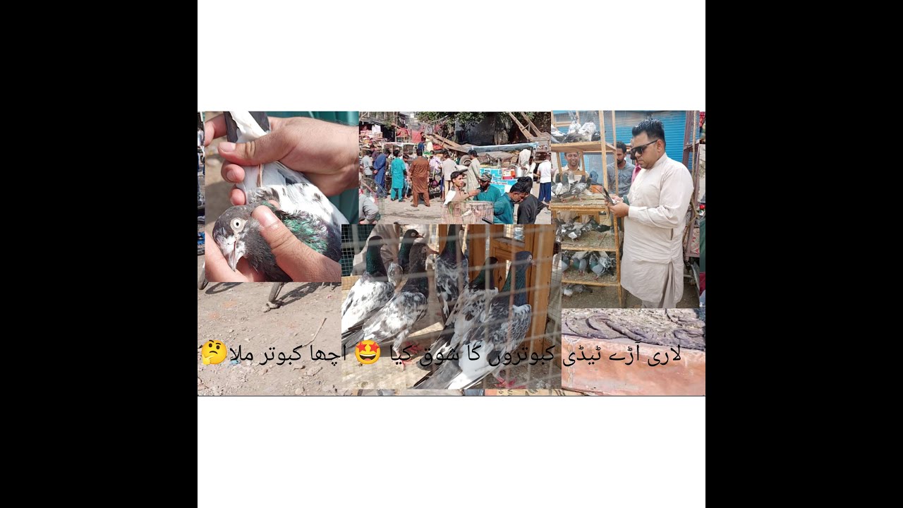 Larri Adda Kabutar Ka Shoq Kia..Acha Kabutar b Mil Gya