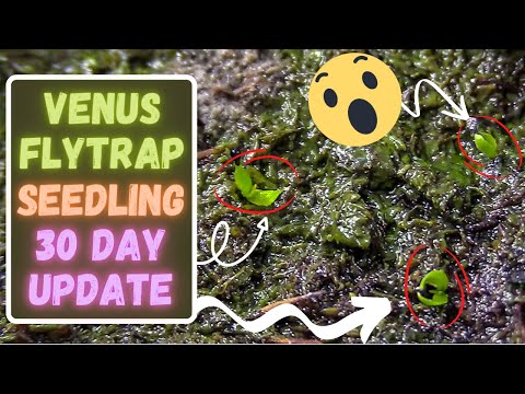 , title : 'Venus Flytrap Seed Germination Update: Growing Venus Flytraps From Seed 30 Day Update'