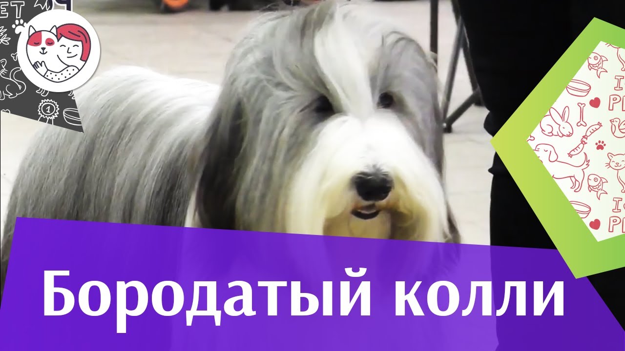 Бородатый колли на ilikepet. Особенности породы, уход