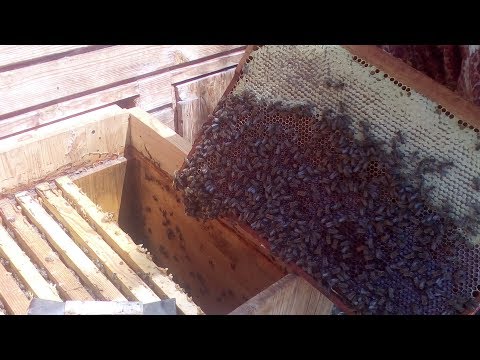 Откачиваем плавневый мёд на апиулье