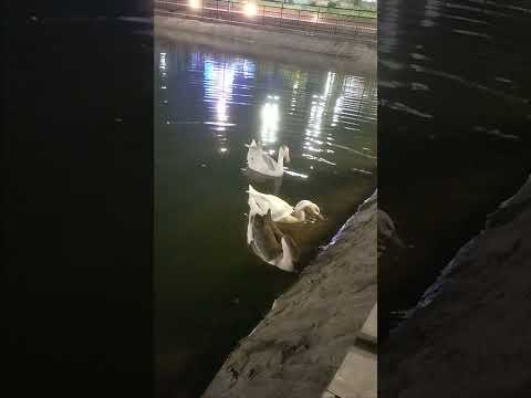 #beautiful #hansini#love animals #old songs #duck #nature#love#birds