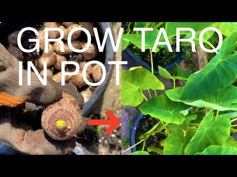 How to Grow Elephant Ear (TARO) from Grocery Store Bulbs in Pots |