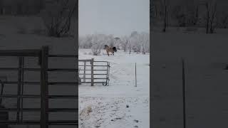 Download lagu ❄️🐴 mp3 Download lagu ❄️🐴 mp3